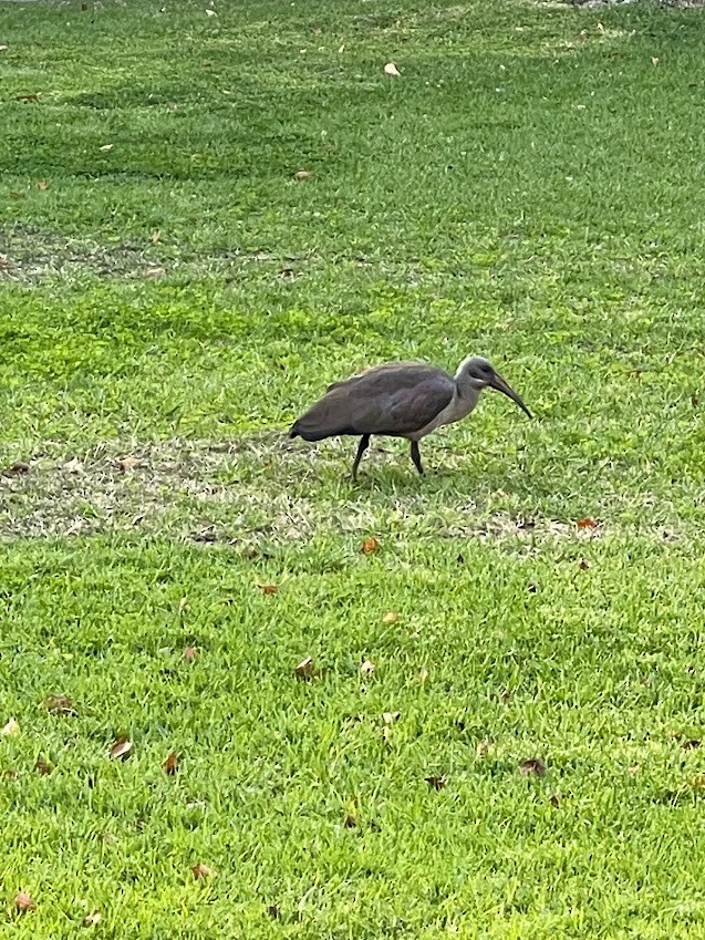 Hadada Ibis - ML647719201