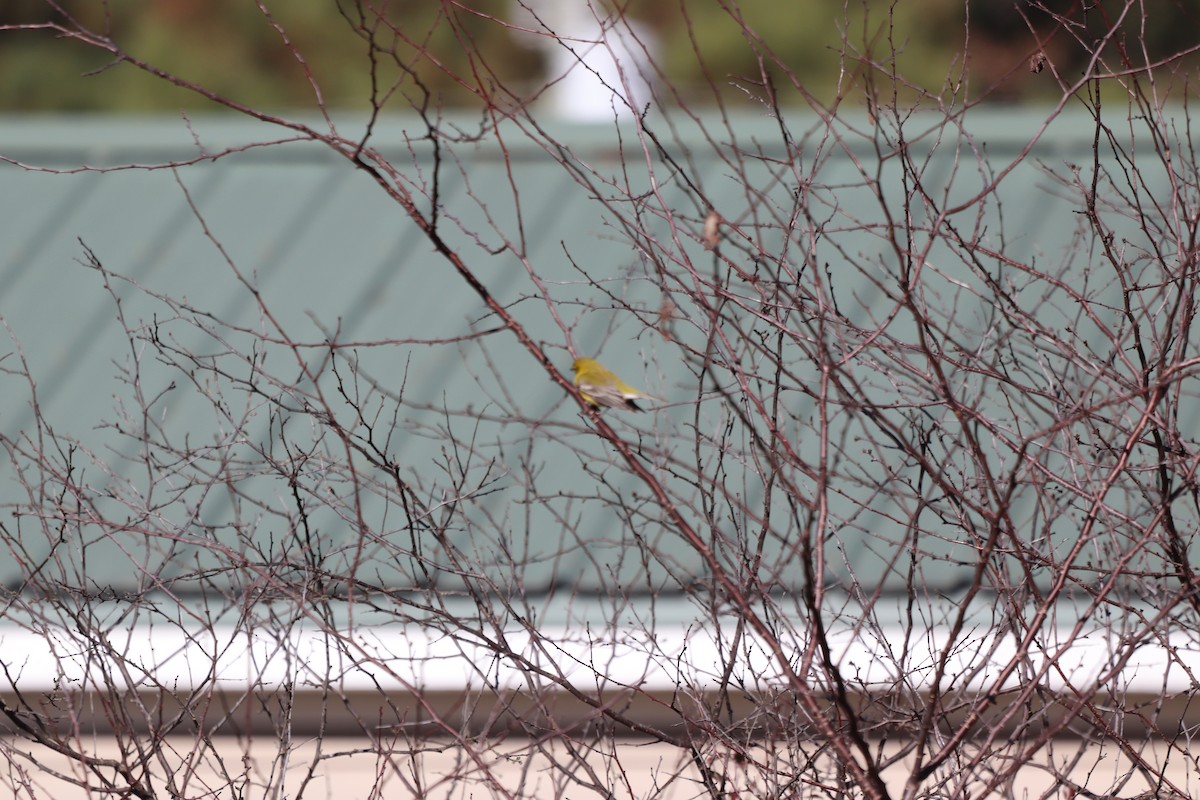 Kiefernwaldsänger - ML647719230