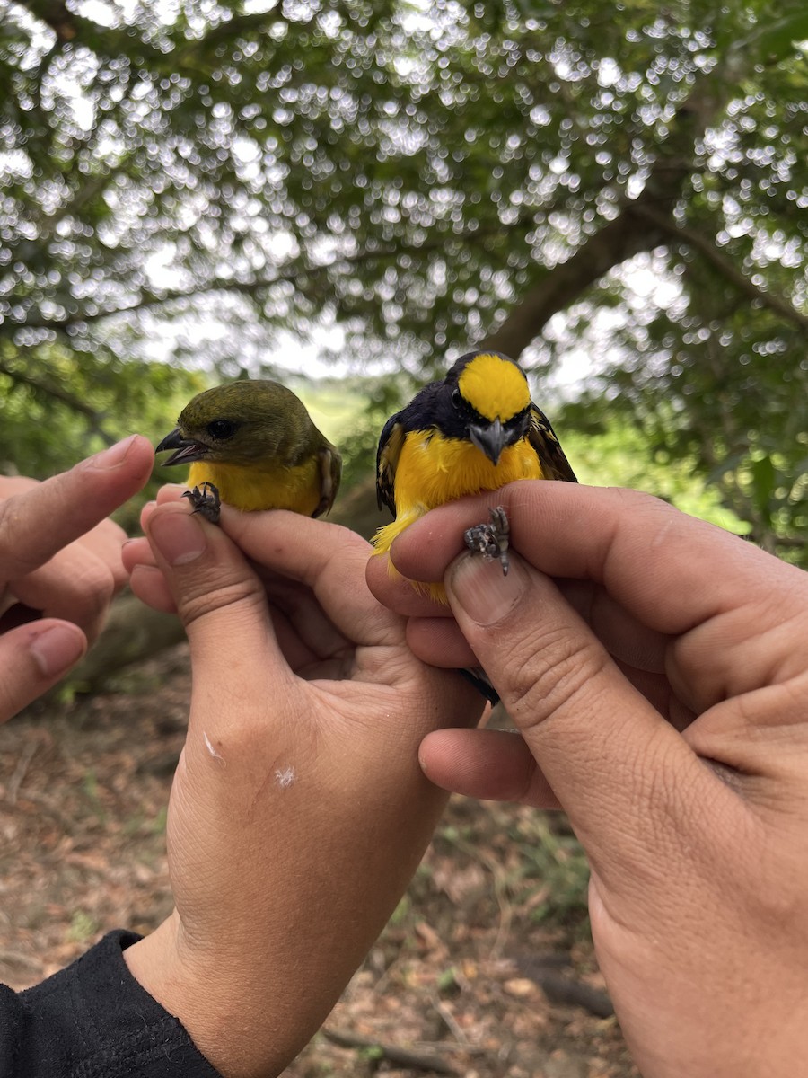 Thick-billed Euphonia - ML647719231