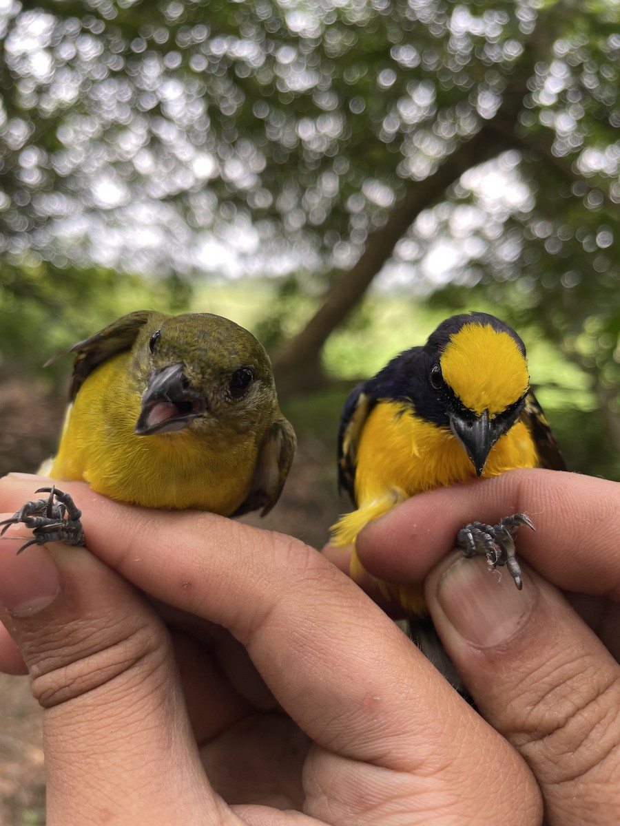 Thick-billed Euphonia - ML647719233