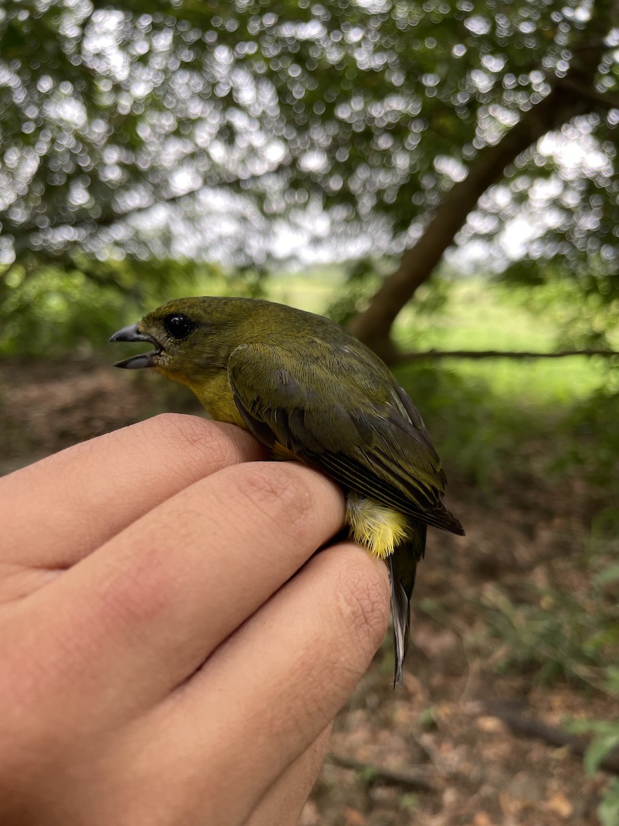 Thick-billed Euphonia - ML647719234