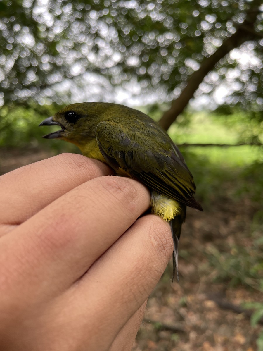 Thick-billed Euphonia - ML647719235