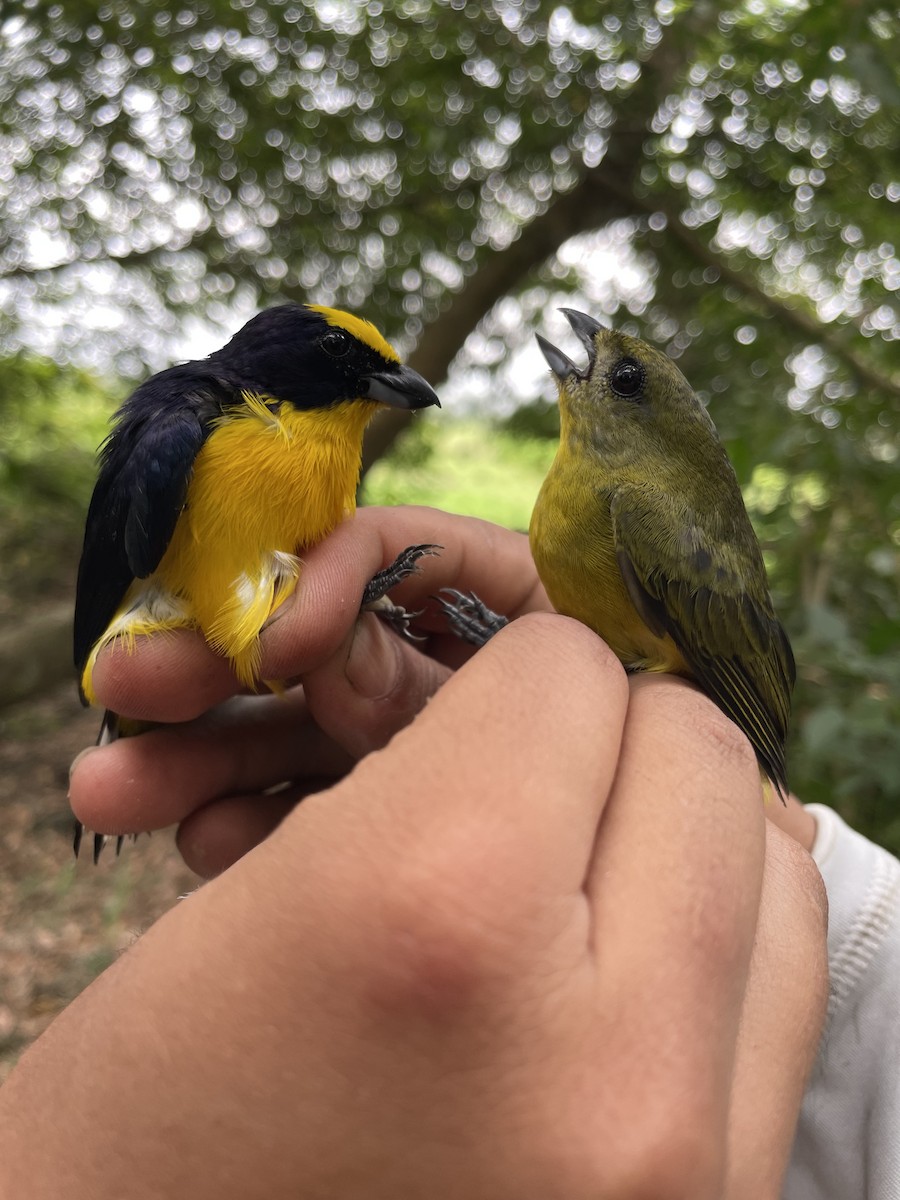 Thick-billed Euphonia - ML647719236