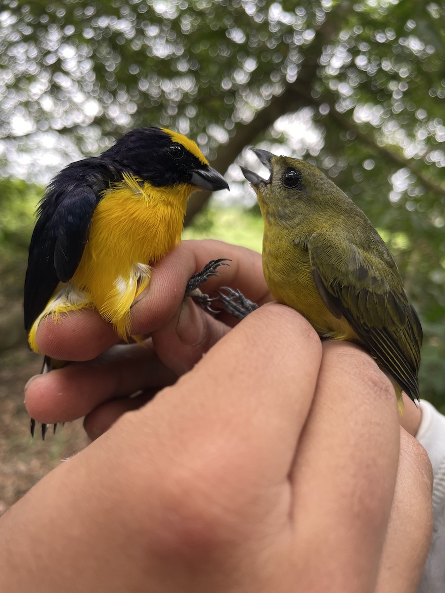 Thick-billed Euphonia - ML647719237