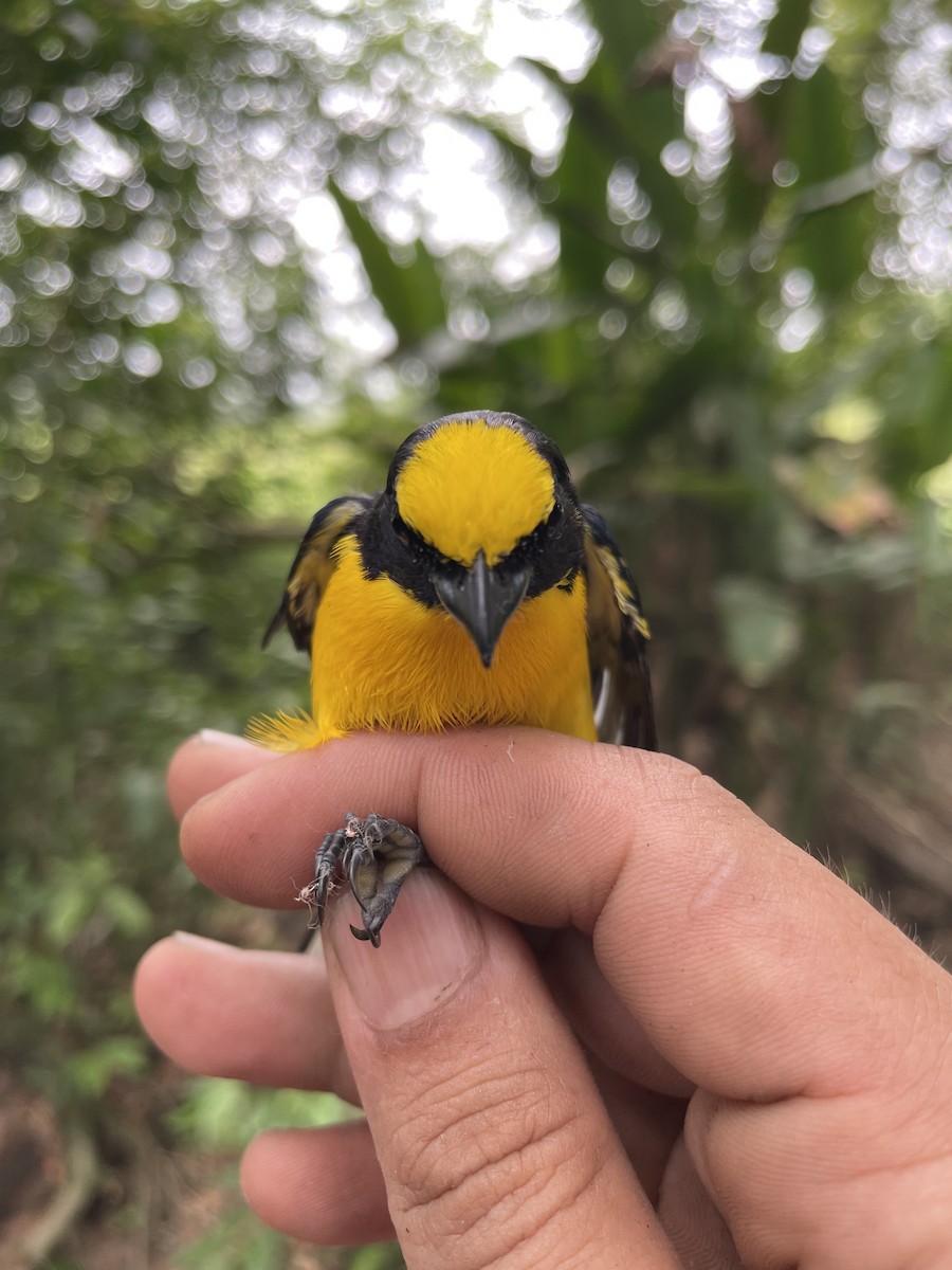 Thick-billed Euphonia - ML647719238