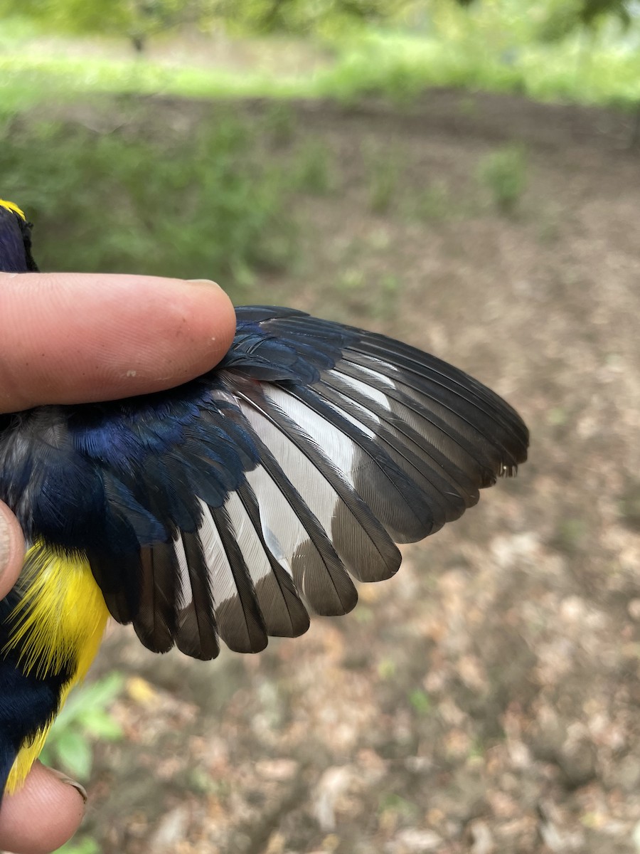 Thick-billed Euphonia - ML647719239
