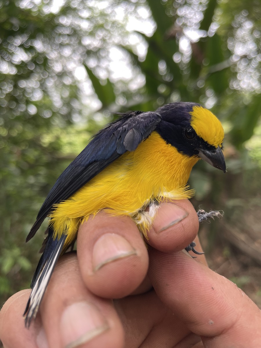 Thick-billed Euphonia - ML647719240