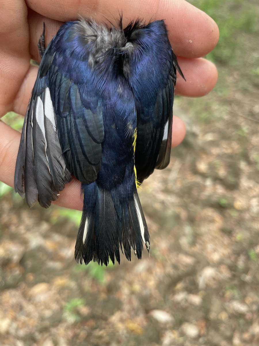 Thick-billed Euphonia - ML647719244