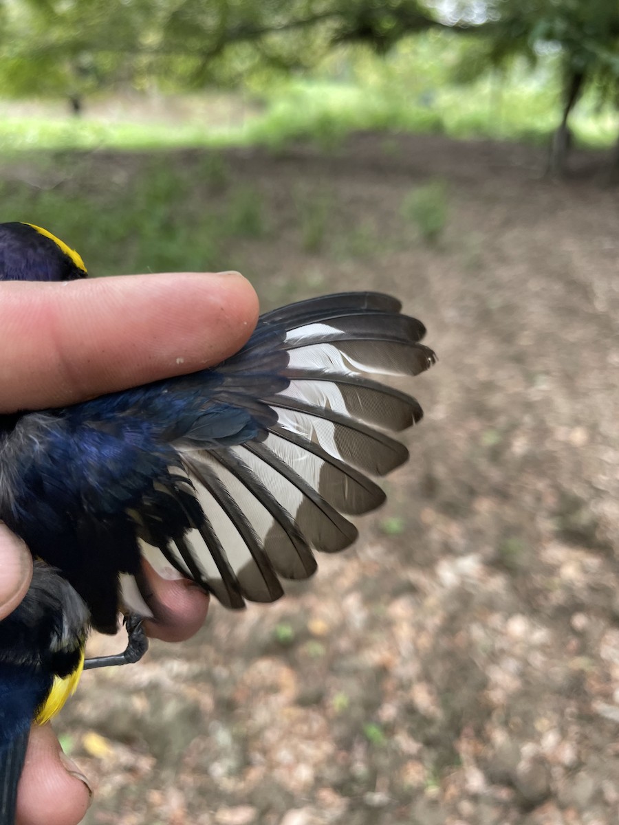 Thick-billed Euphonia - ML647719245