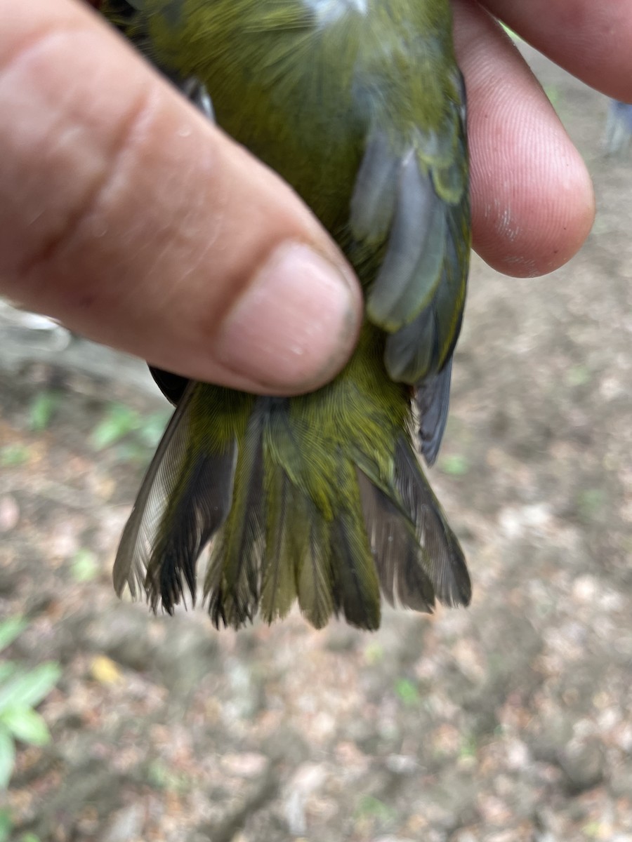 Thick-billed Euphonia - ML647719270