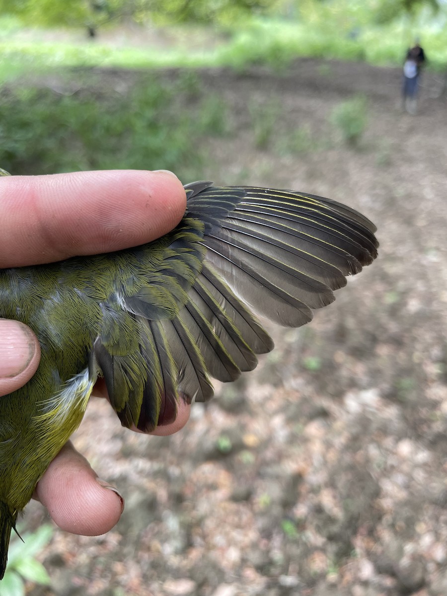 Thick-billed Euphonia - ML647719271