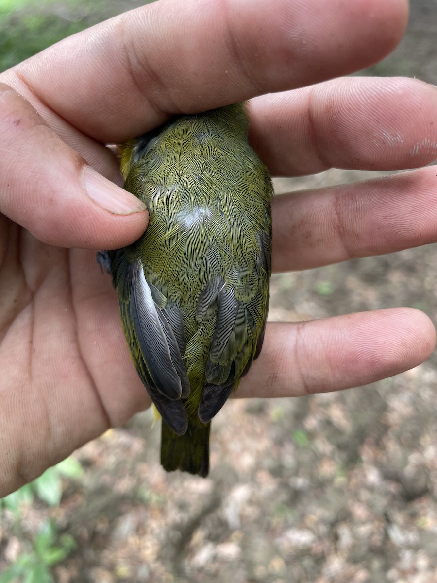 Thick-billed Euphonia - ML647719272