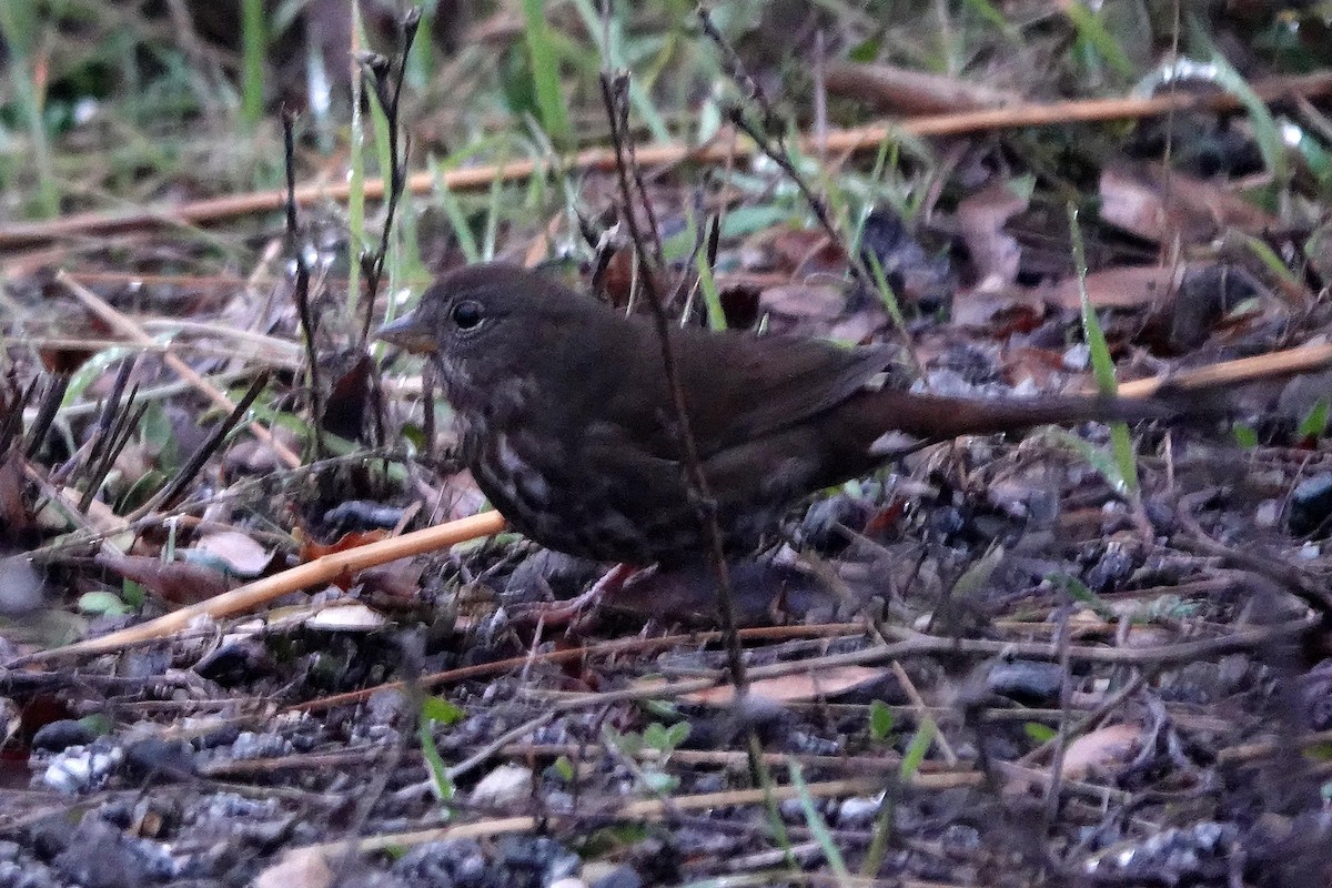 Fox Sparrow - ML647719288