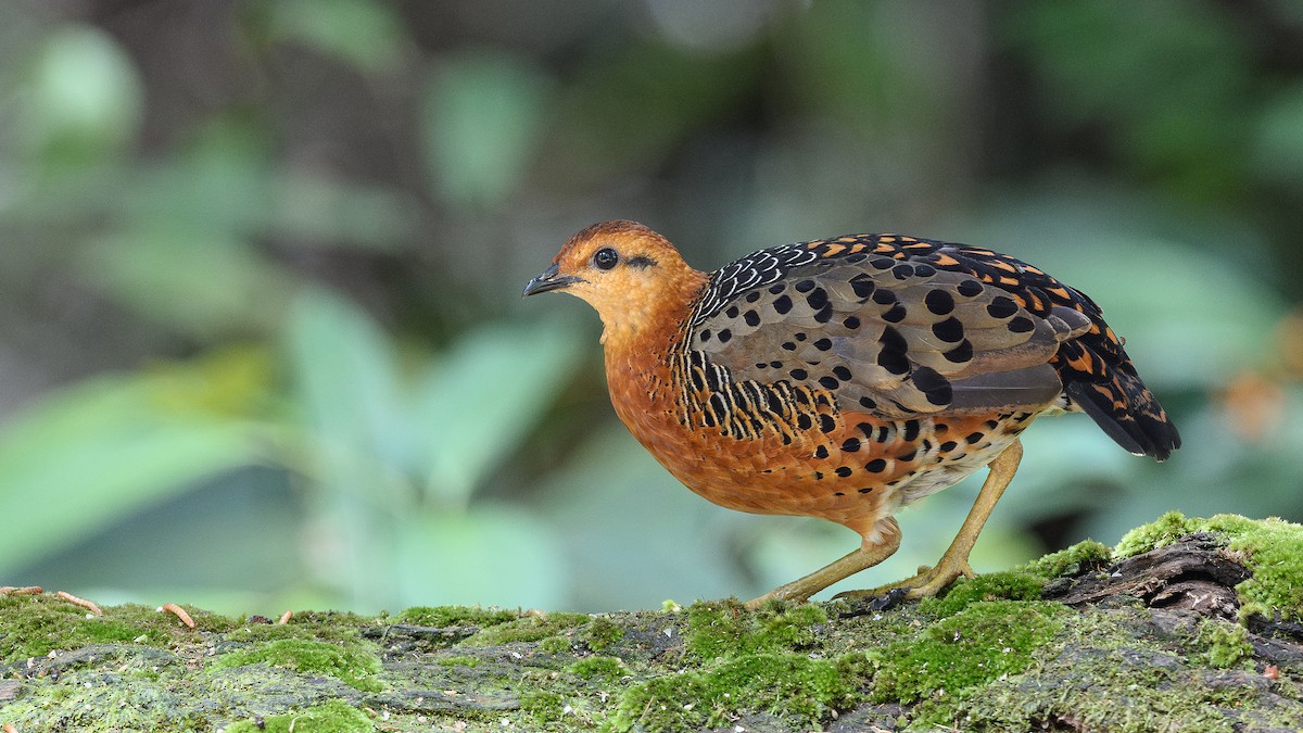 Kırmızı Başlı Kara Keklik - ML647719289