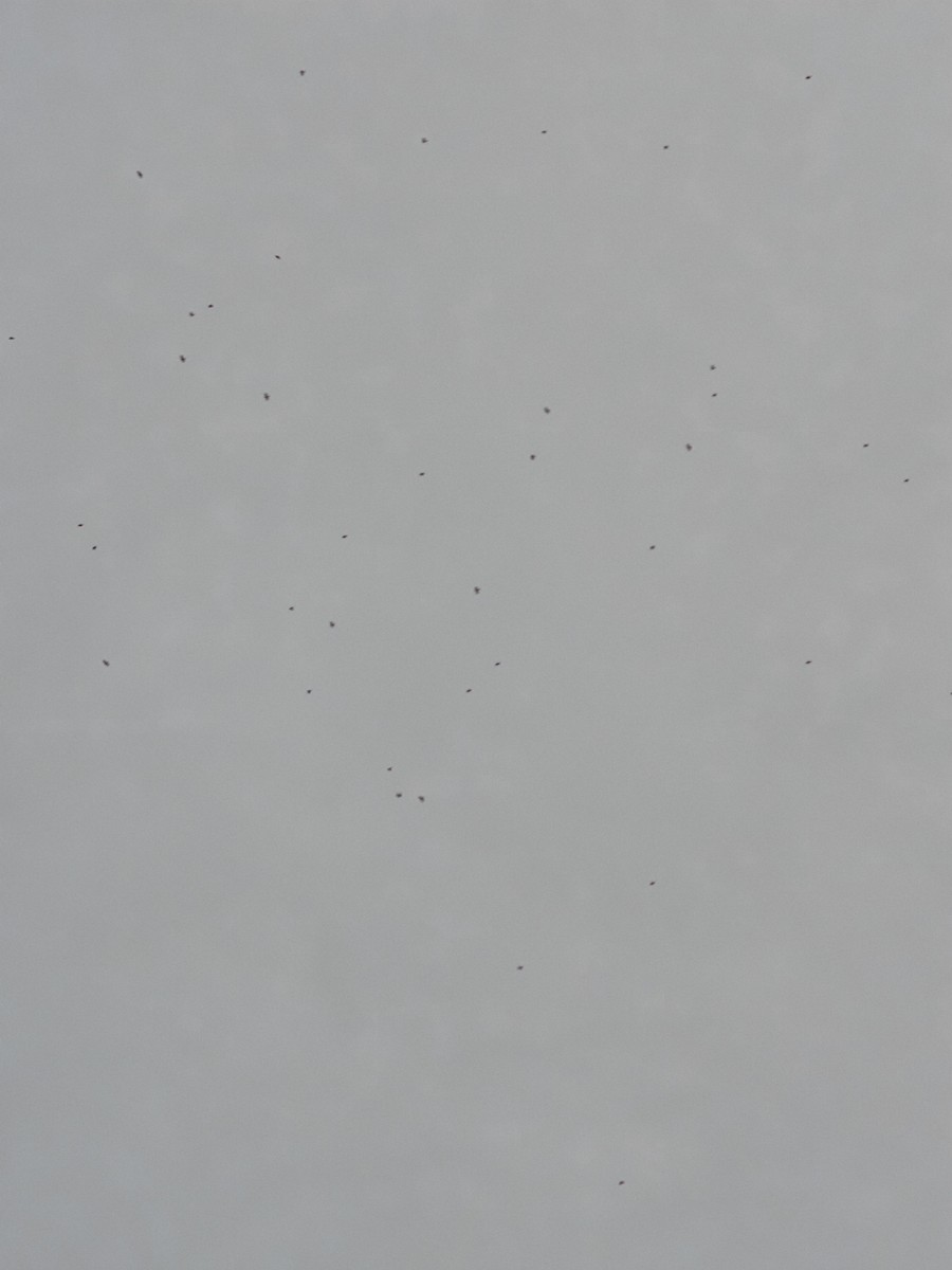 American Robin - ML647719319