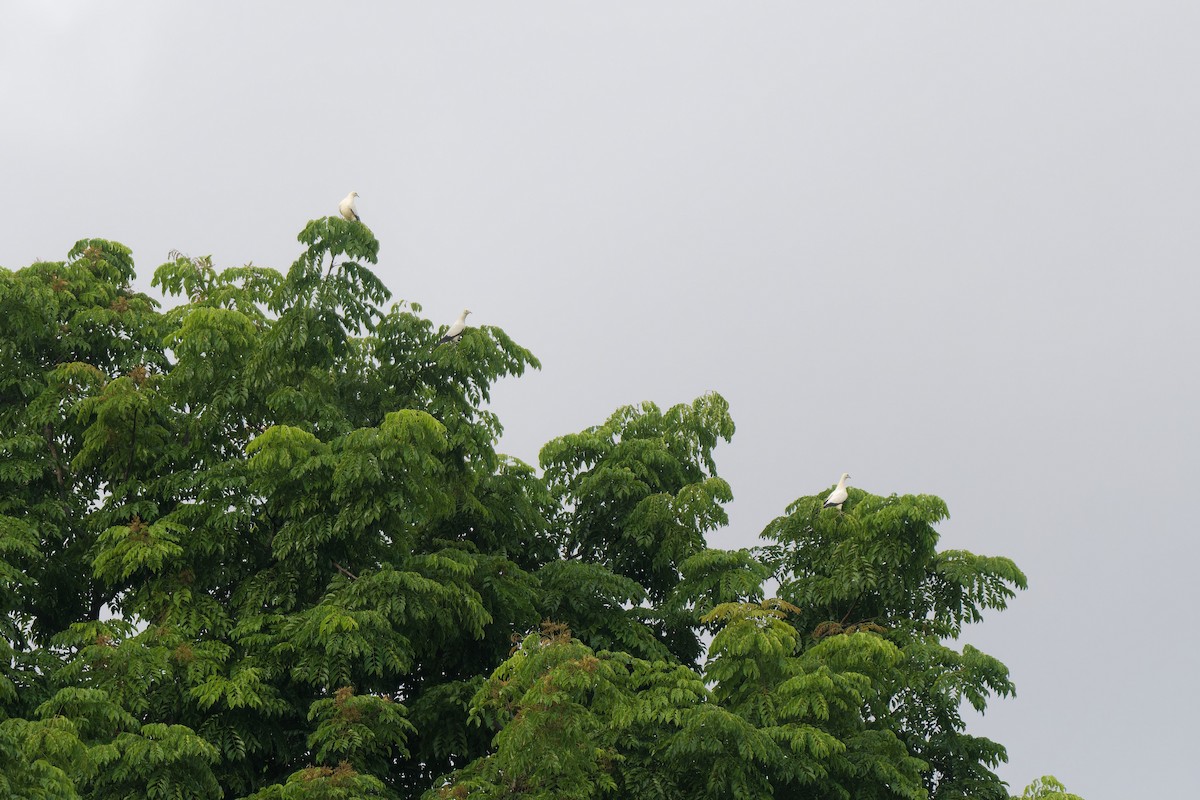 holub dvoubarvý - ML647719347