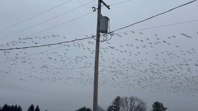 husa sněžní - ML647719353