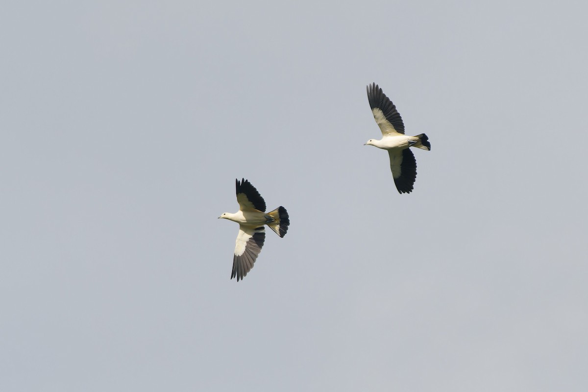 holub dvoubarvý - ML647719361