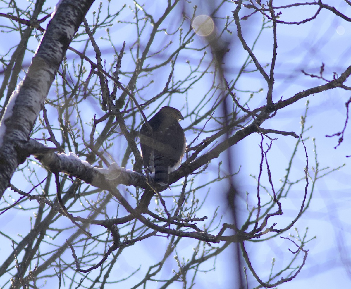 Cooper's Hawk - ML647719367
