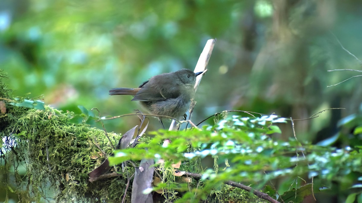 White-browed Scrubwren - ML647719368