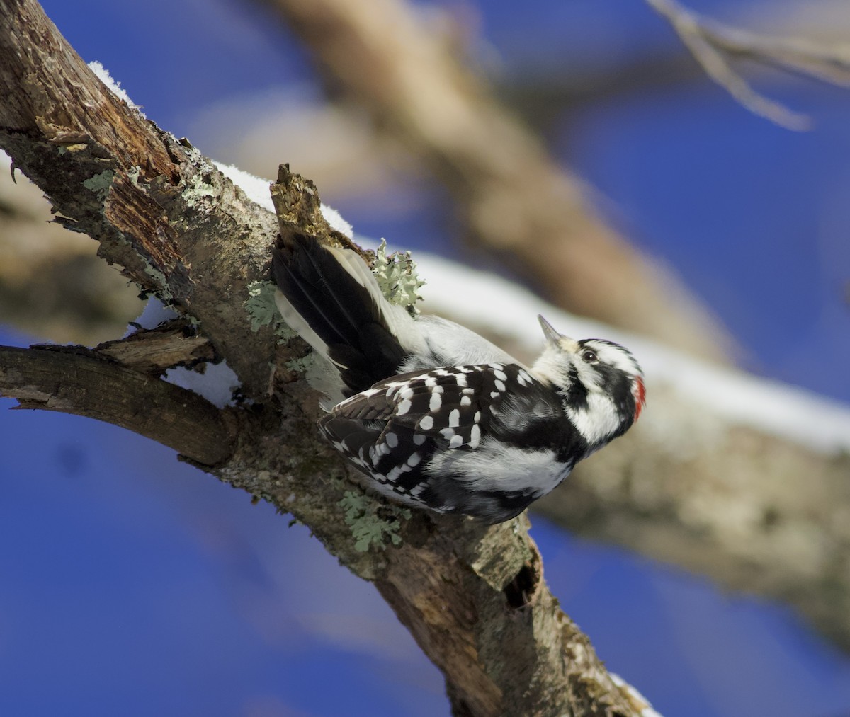 Downy Woodpecker - ML647719388
