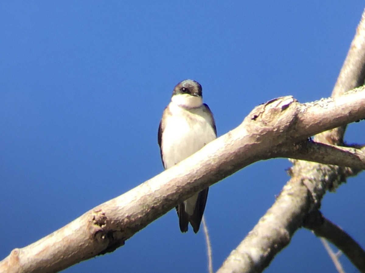 Tree Swallow - ML647719402