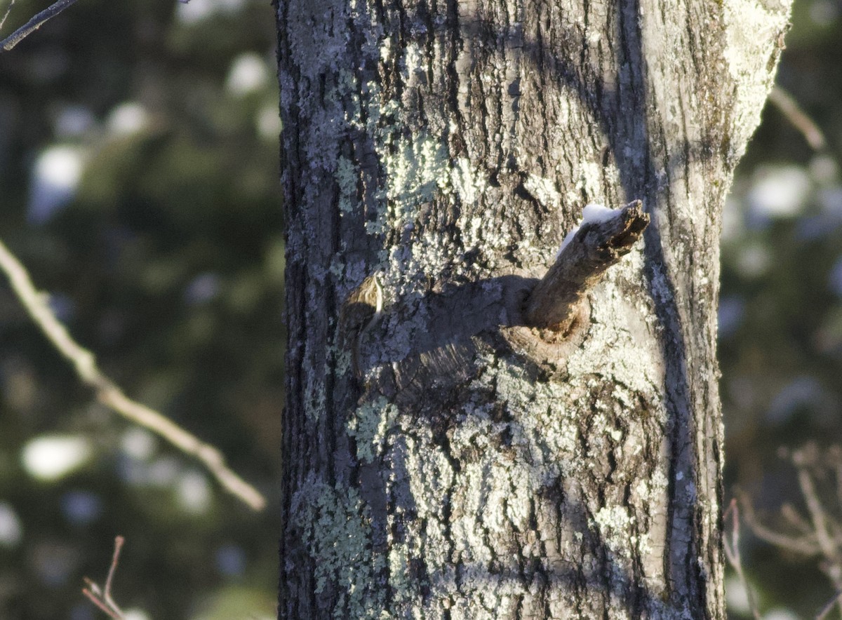 Brown Creeper - ML647719411
