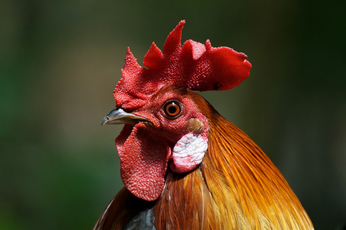 kur domácí - ML647719412