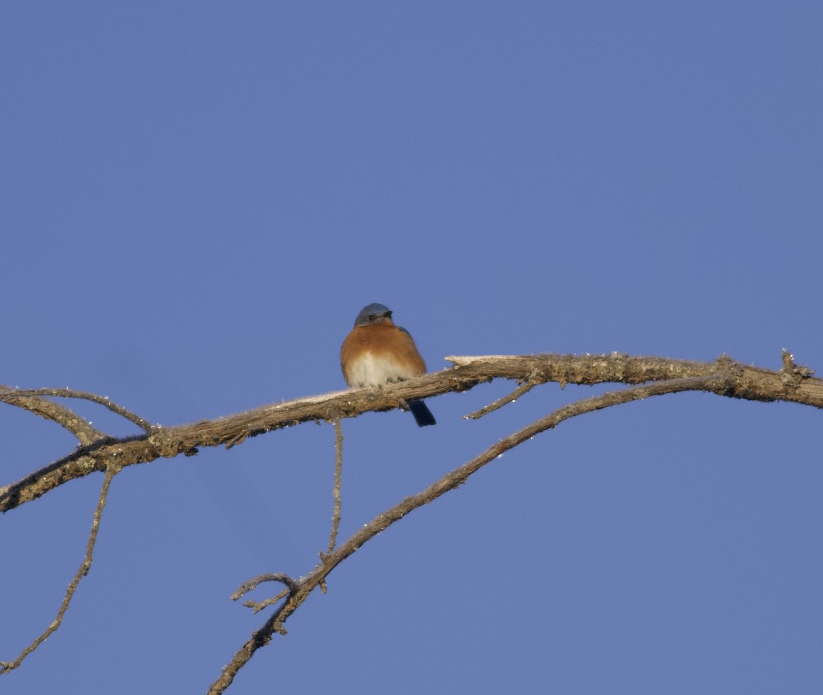 Eastern Bluebird - ML647719420