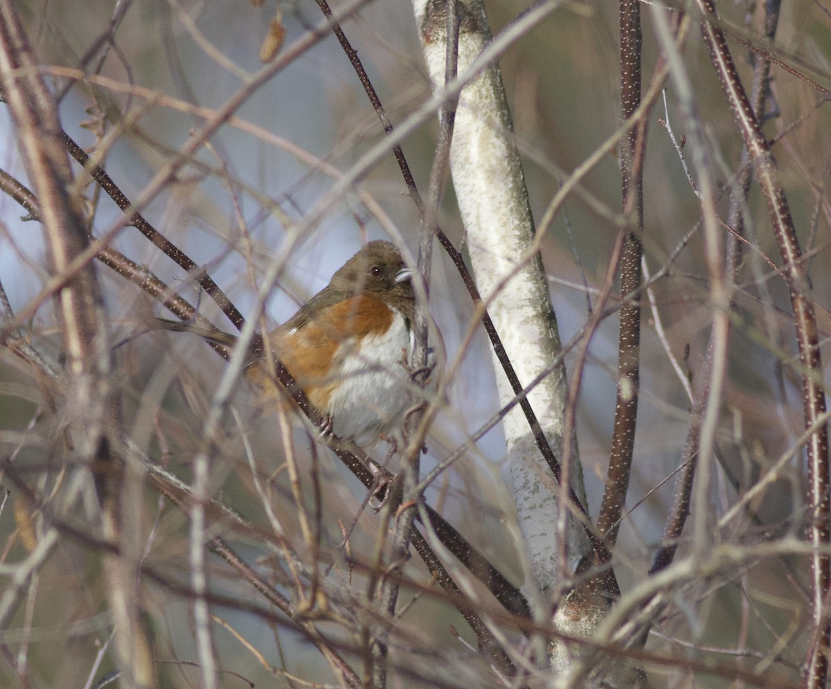 Eastern Towhee - ML647719432