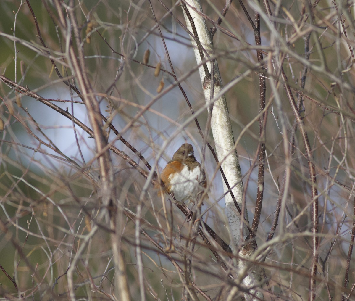 Eastern Towhee - ML647719434
