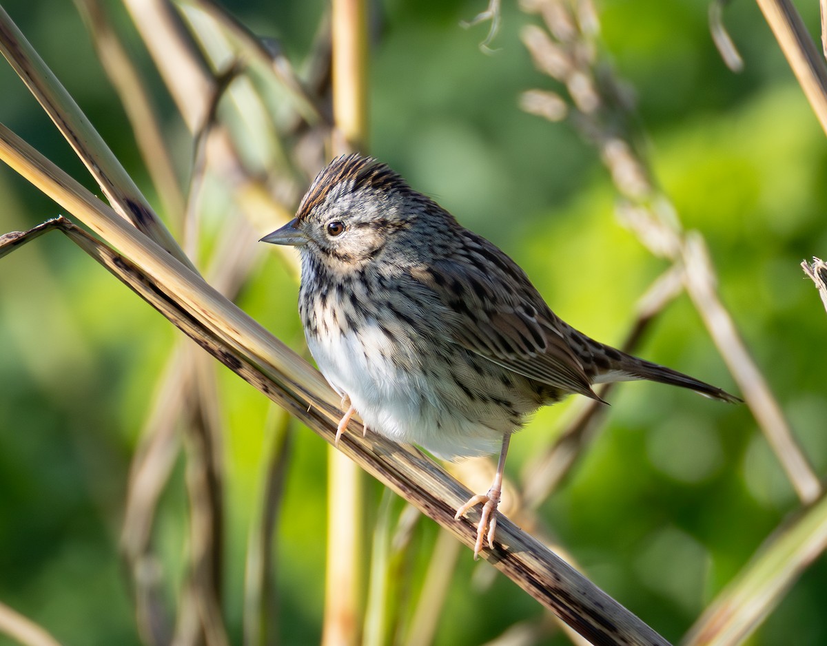 Lincoln's Sparrow - ML647719437