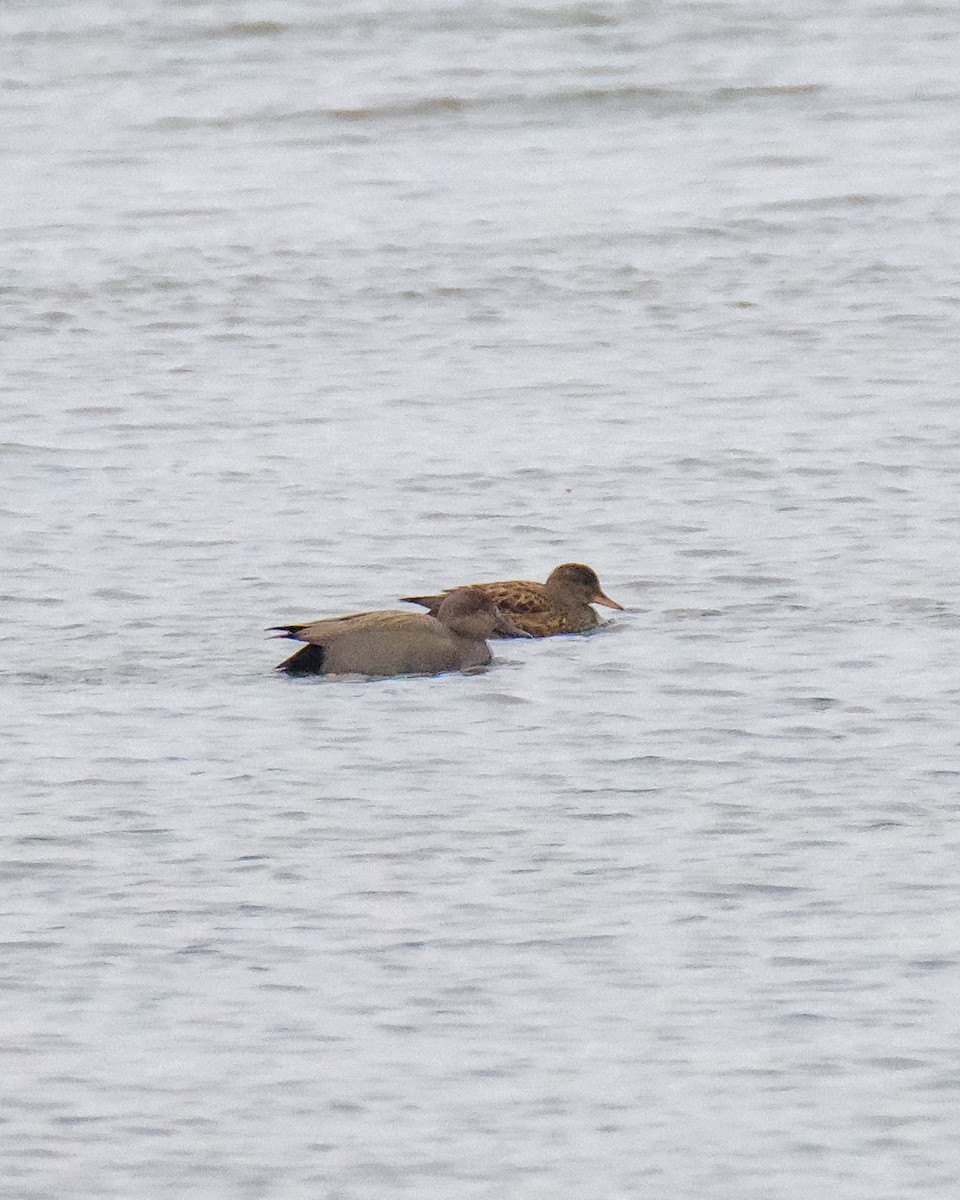 Boz Ördek - ML647719452