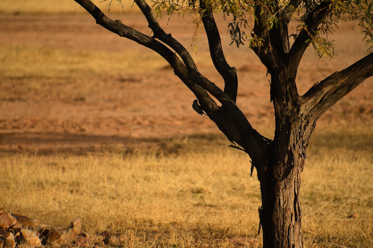 Ladder-backed Woodpecker - ML647719501