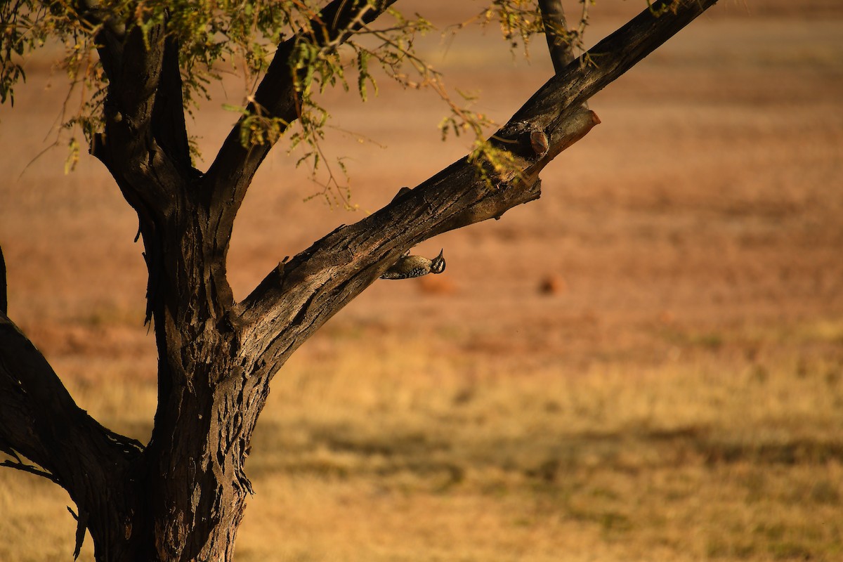 Ladder-backed Woodpecker - ML647719502
