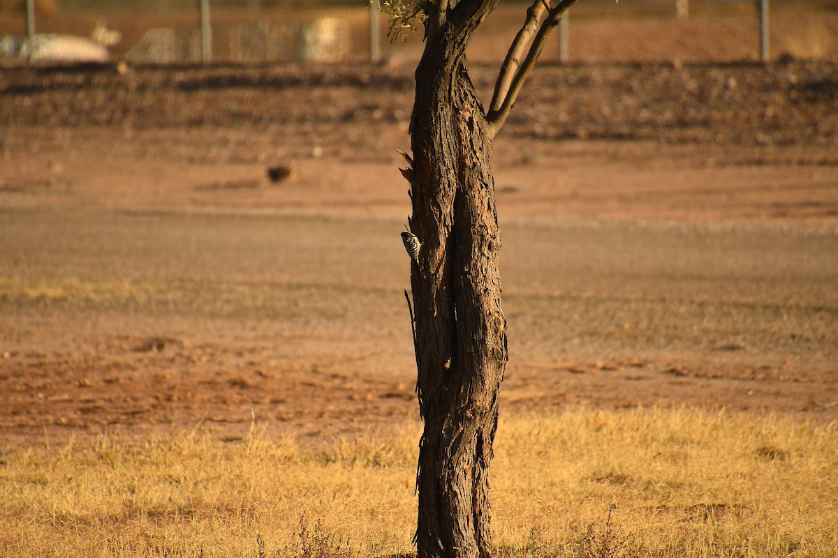 Ladder-backed Woodpecker - ML647719503