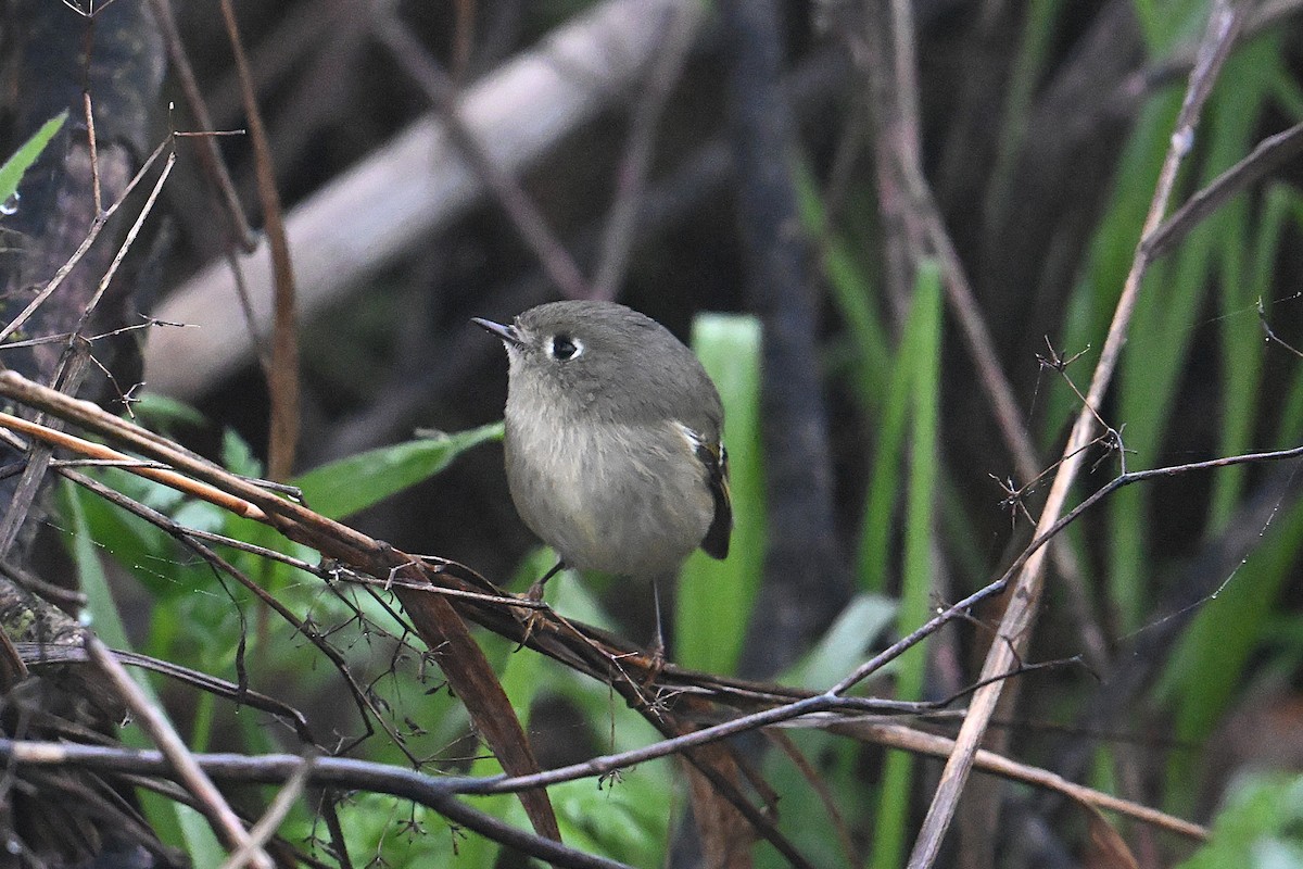 Ruby-crowned Kinglet - ML647719519