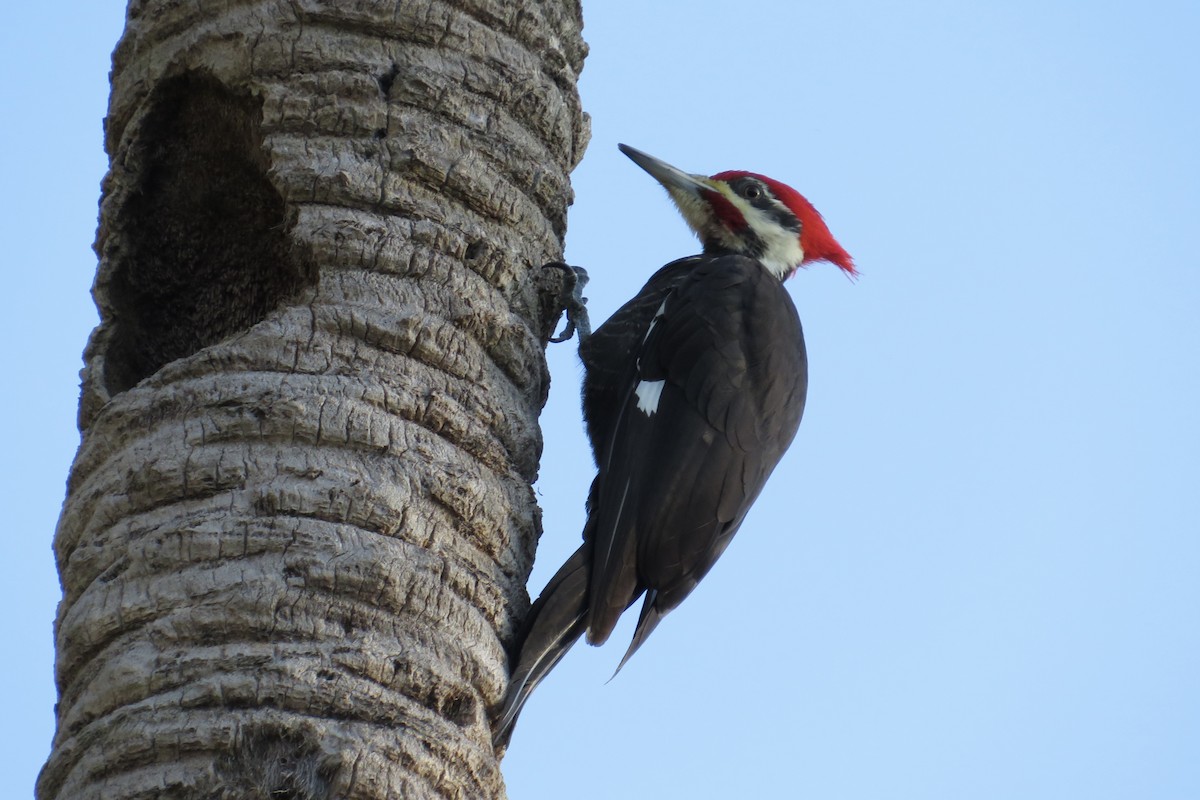 Pileated Woodpecker - ML647719521