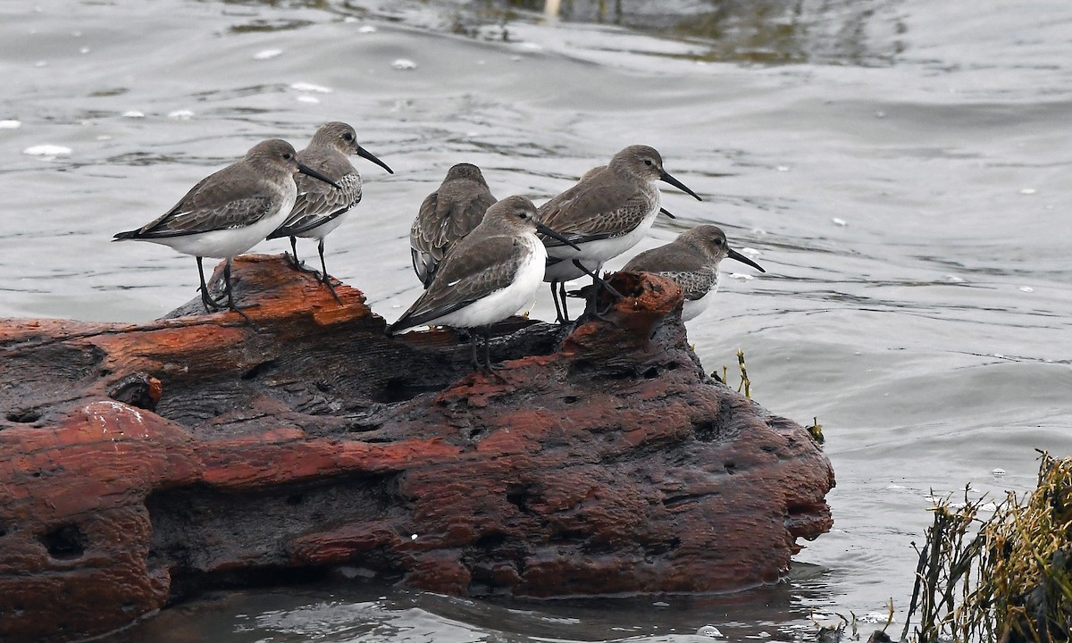 Dunlin - ML647719522