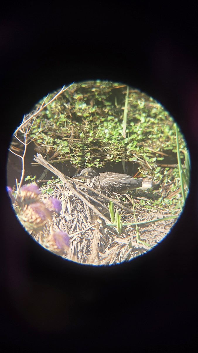 Black-crowned Night Heron - ML647719524