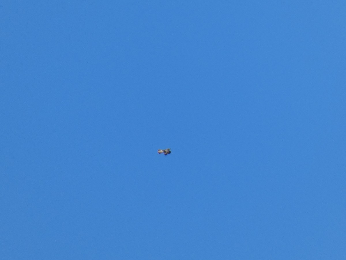 Little Eagle - ML647719525