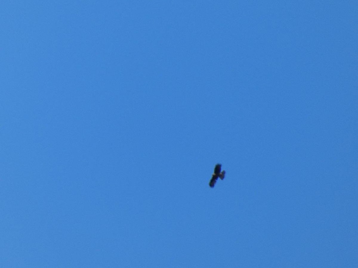 Little Eagle - ML647719526