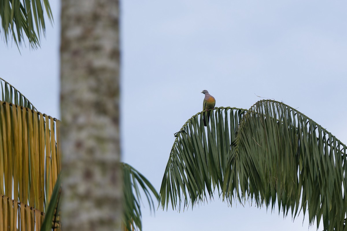 Pink-necked Green-Pigeon - ML647719527