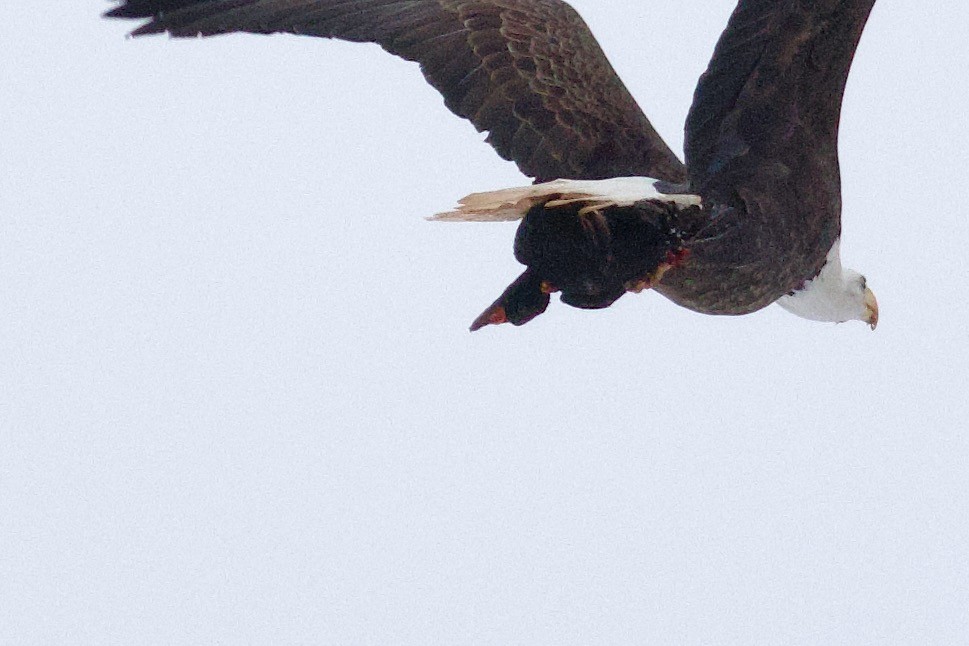 Black Scoter - ML647719530