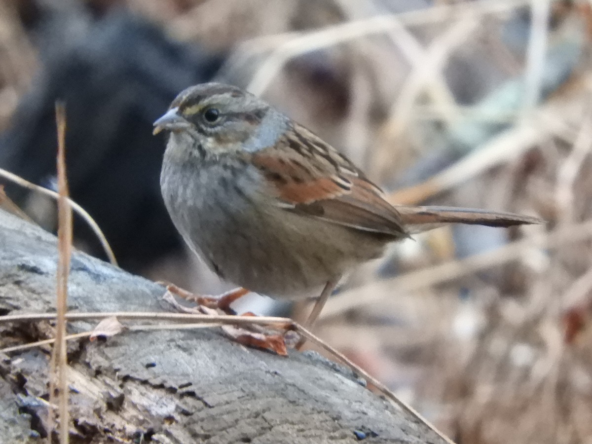 Swamp Sparrow - ML647719531