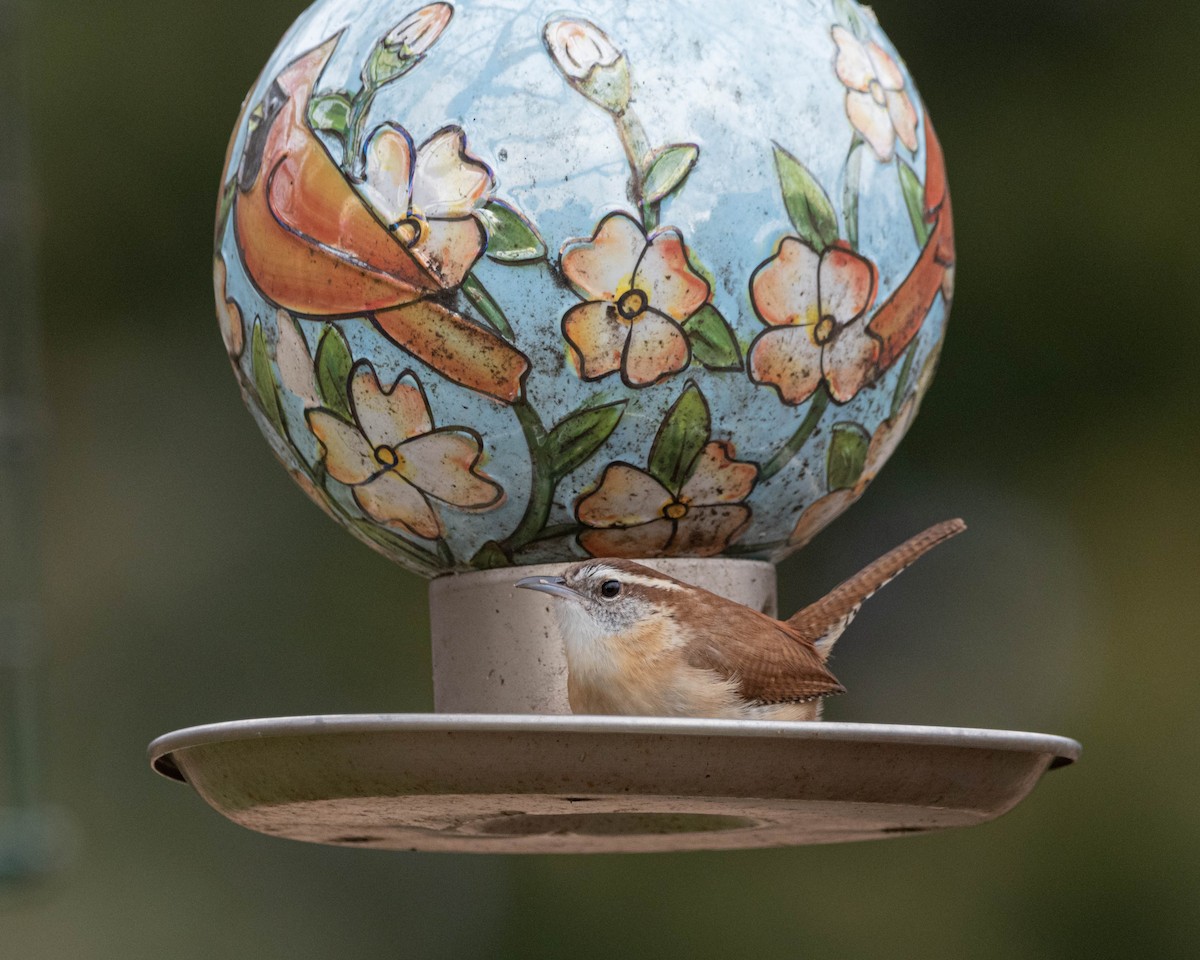 Carolina Wren - ML647719532