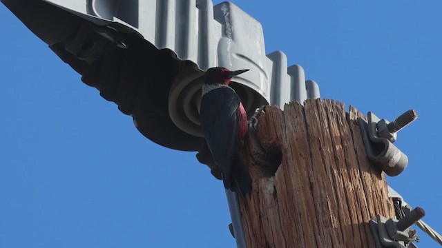 datel červenolící - ML647719536