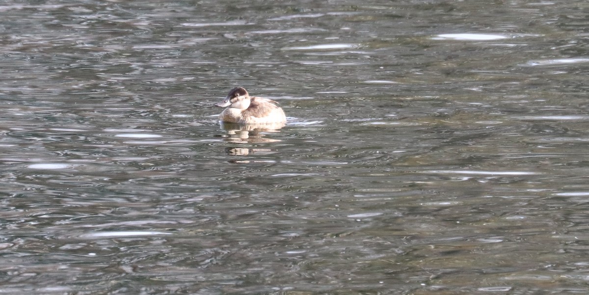 Ruddy Duck - ML647719537