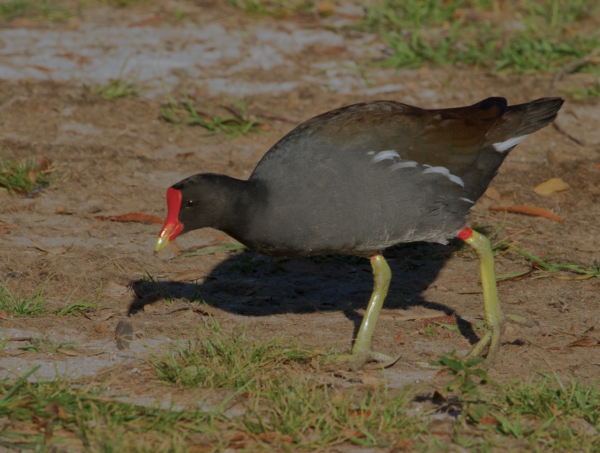 Common Gallinule - ML647719539