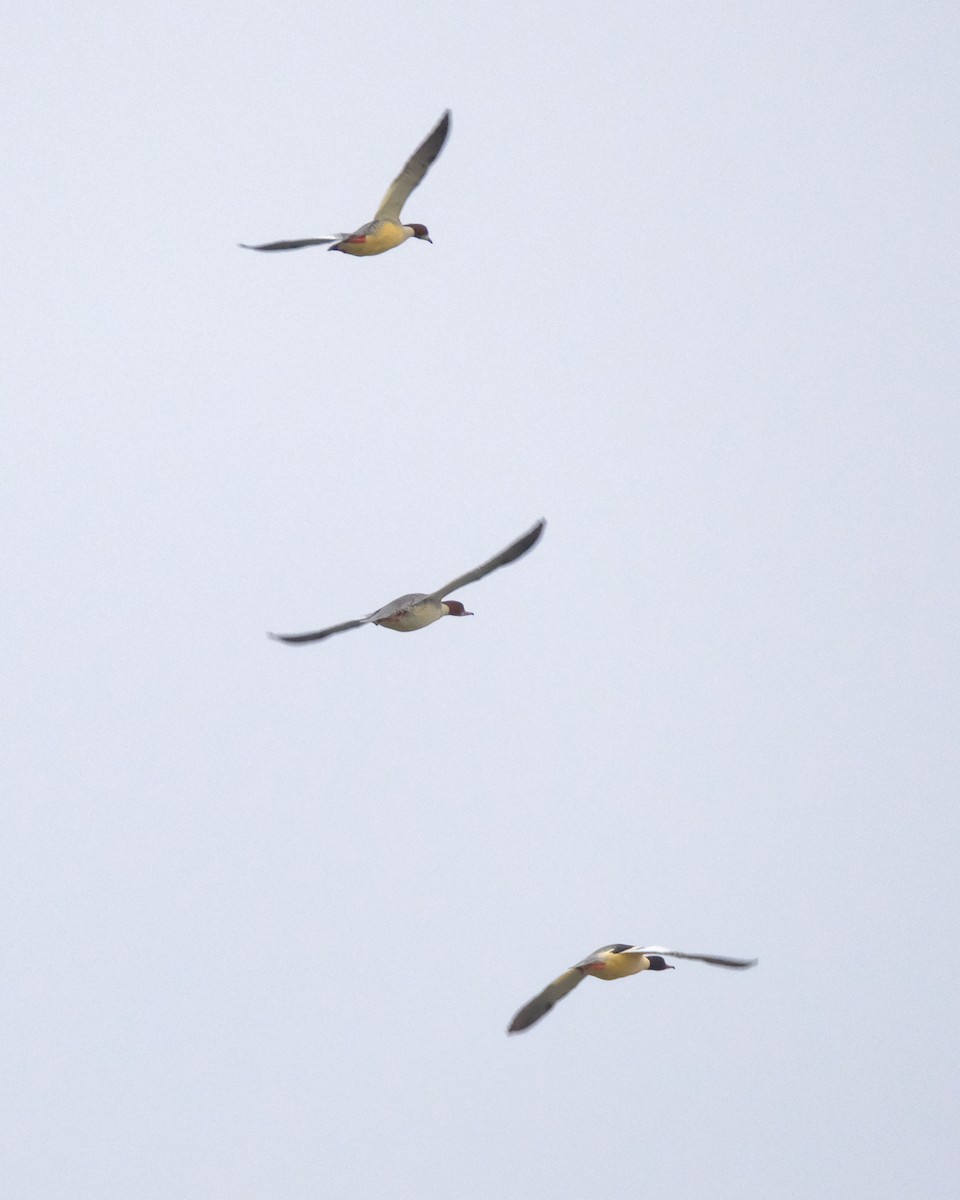 Common Merganser - ML647719540